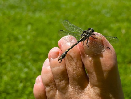 Onychogomphus forcipatus (Onychogomphus forcipatus) sitting on foot toe, Lake Neubeur, Bavaria,