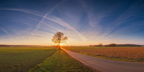 View along a road to a solitary tree in an agricultural environment with blue sky streaked with