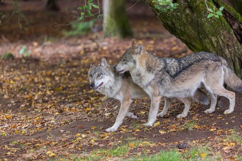 Two adult male eurasian gray wolves (Canis lupus lupus) standing in front of an old split tree at a
