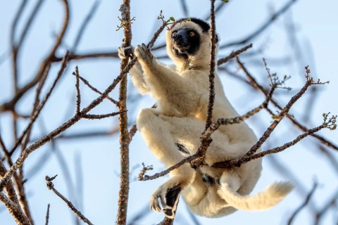 Larval sifaka (Propithecus verreauxi), sitting in a tree, Bemanonga, Menabe, Madagascar, Africa
