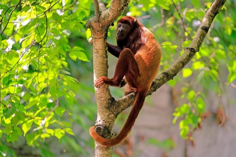 Brown howler (Alouatta guariba), adult, on tree, alert, South America