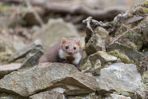 One beech marten running between the stones of a ruin of an ancient castle looking for food