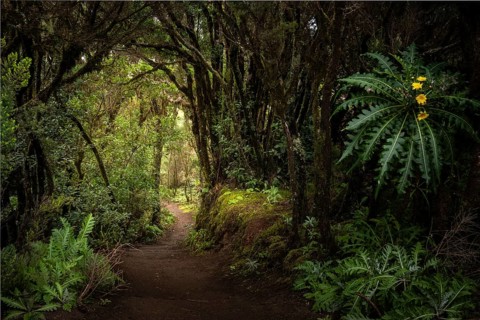A hiking trail in the cloud forest. Flowering sow thistle (Sonchus hierrensis) at the edge of the