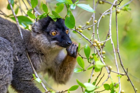 Common brown lemur (Eulemur fulvus), Andasibe, Alaotra-Mangoro, Madagascar, Africa