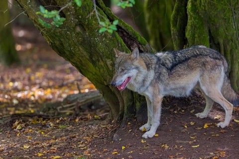 One adult male eurasian gray wolf (Canis lupus lupus) standing in front of an old split tree at a