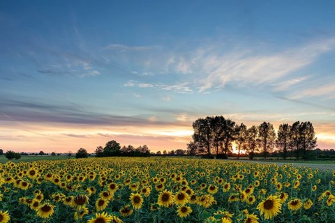 Sunset with row of trees and sunflower field (Helianthus annuus) near Großenhain, Saxony, Germany,