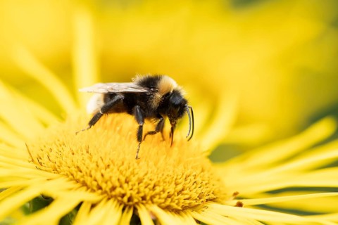 Buff tailed bumblebee (Bombus terrestris) adult bee feeding on a yellow flower in an urban garden
