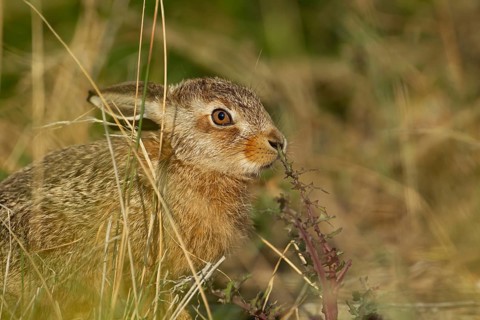 European brown hare (Lepus europaeus) juvenile baby leveret animal feeding on a thistle plant in