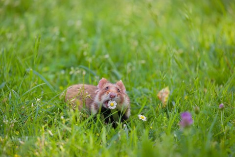 A European hamster (Cricetus cricetus), Eurasian hamster, black-bellied hamster or common hamster,