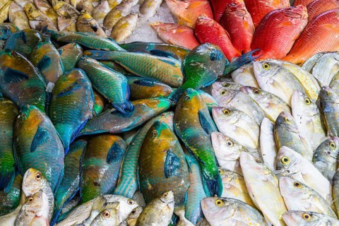 Red Sea Fish, Fish Market in Hurghada, Egypt, Africa