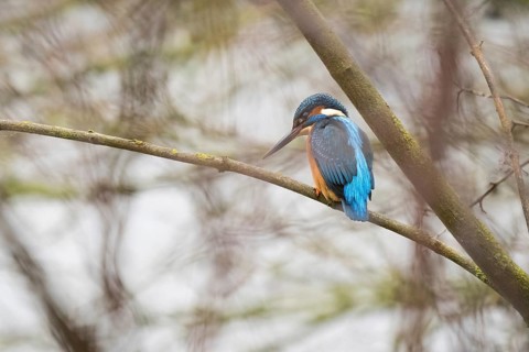 A kingfisher (Alcedo atthis) sitting on a branch, surrounded by a blurred background, Hesse,