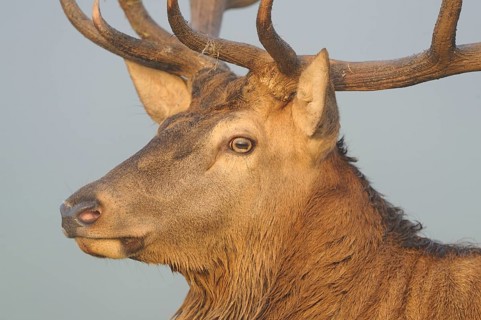 Close-up of a stag's head with powerful antlers against a neutral background, red deer (Cervus