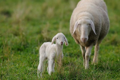A lamb stands together with a ewe on a green meadow, domestic sheep (Ovis orientalis aries),