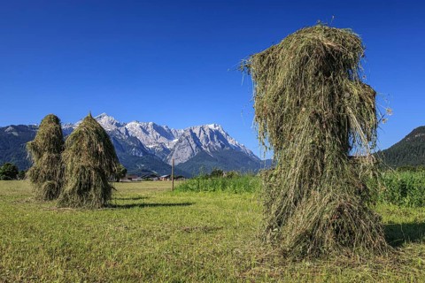 Traditional hay harvest, hay, sunny, Garmisch-Partenkirchen, behind Wetterstein mountains and