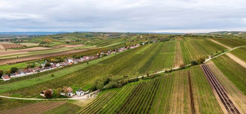 Aerial view, autumn landscape with vineyards, cellar lane, Alberndorf, Pulkautal, Weinviertel,