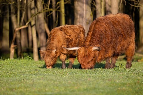 A highland cow (Bos primigenius taurus) and her calf standing side by side grazing