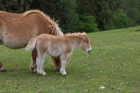 Falabella mare and foal, The Falabella (Equus ferus caballus) is the smallest horse at all