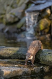 One oriental small-clawed otter or Asian small-clawed otter (Aonyx cinerea), in a creek in front of