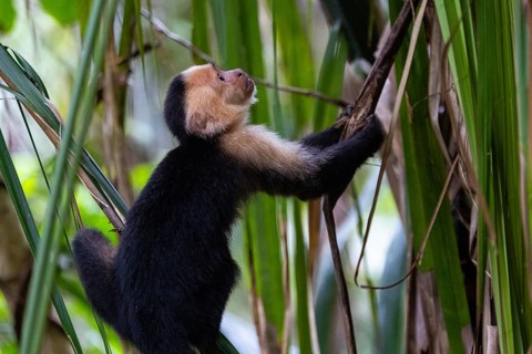 White-shouldered capuchin monkey (Cebus capucinus), primates (Anthropoidea), tropical rainforest,