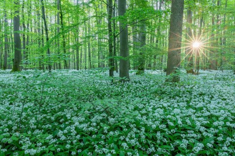 Near-natural deciduous forest with flowering wild garlic (Allium ursinum), sun star, Hainich