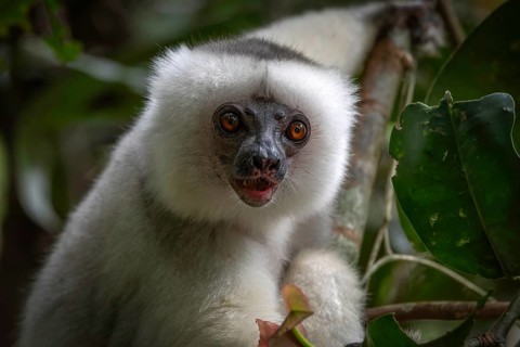 Silky sifaka (Propithecus candidus) in the mountain cloud forests of Marojejy National Park in