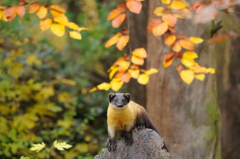 Marten sitting on a rock under autumnal leaves in the forest, coloured marten (Martes flavigula),