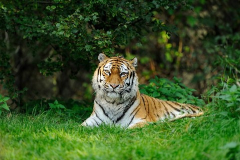 A resting tiger in the dense green of the jungle, surrounded by grass and bushes, Siberian tiger