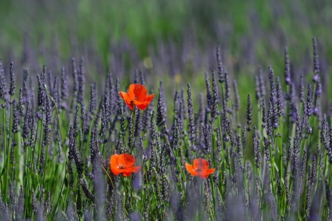 Corn poppy in a lavender field, Provence, France, Europe