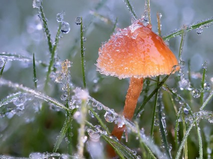 Helmling (Mycena spec.) covered with frost and dewdrops, North Rhine-Westphalia, Germany, Europe
