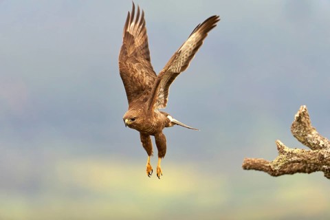 Common buzzard (Buteo buteo), flight, Castilla-La Mancha, Spain, Europe