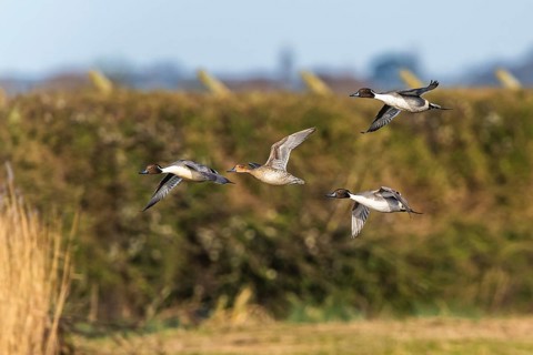 Northern Pintail, Anas acuta, birds in flight over winter marshes