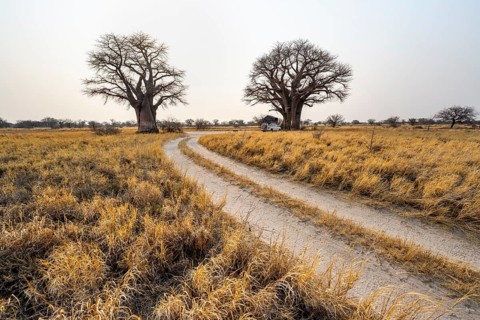Road, track between yellow grass, baobabs at a dry salt pan, African savannah, Nxai Pan National