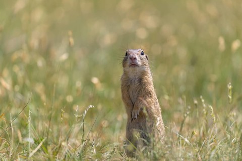 One European ground squirrel (Spermophilus citellus) or European souslik standing erected in tall