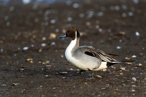 Northern Pintail, Anas acuta, male on winter marshes