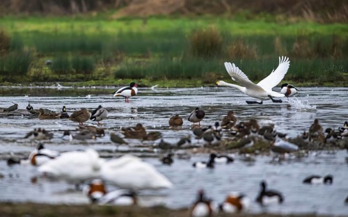 Tundra Swan, Bewick's Swan, Cygnus columbianus at winter in Slimbridge, England, United Kingdom,