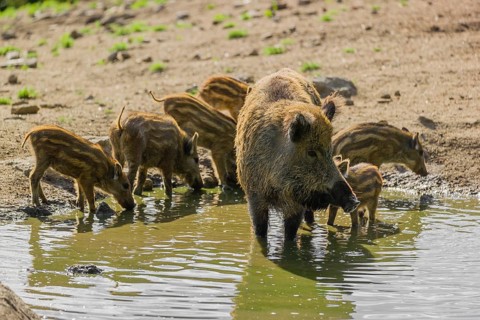 An adult wild boar (Sus scrofa) and a group of piglets stand in a pond and drink