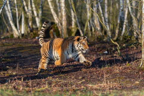 One young female Siberian Tiger, Panthera tigris altaica, running thru a birch tree forest. Early