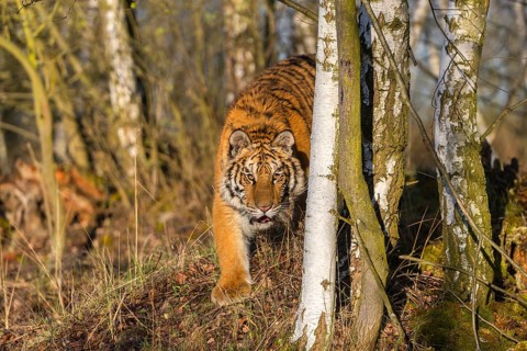 One young female Siberian Tiger, Panthera tigris altaica, running thru a birch tree forest. Early