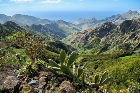 View of Anaga Mountains, in front prickly pear (Opuntia ficus-indica), Tenerife, Canary Islands,