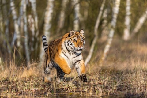 One young female Siberian Tiger, Panthera tigris altaica, running thru a birch tree forest. Early