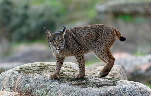 Lynx pardinus, portrait, An dalusia Spain