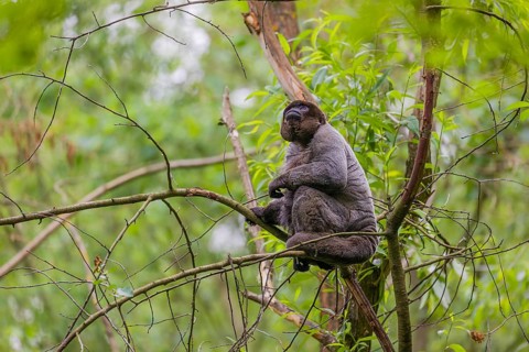 A common woolly monkey, brown woolly monkey, or Humboldt's woolly monkey (Lagothrix lagothricha)