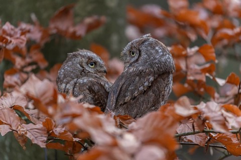 Two Eurasian scops owls (Otus scops)sitting on a twig of a beech tree, embedded in brown leafs