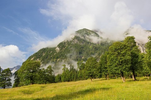 Sycamore maple trees, Acer pseudoplatanus, in summertime. Mountains in the background. Nature