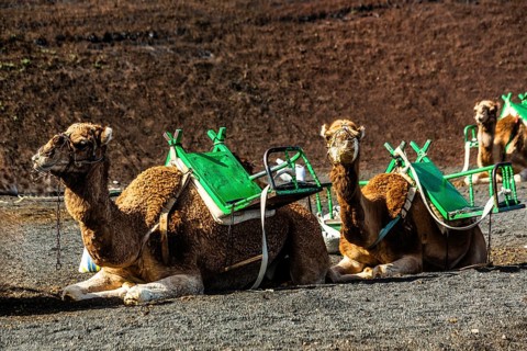2016, Timanfaya National Park, Lanzarote, Fire Mountains of Timanfaya National Park, Montanas del