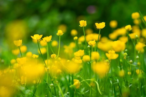 Yellow buttercups (Ranunculus acris) in a meadow. Focus on a plane in the centre, remaining flowers