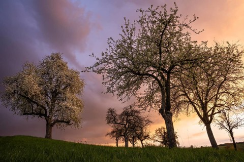 White blossoming fruit trees in a meadow in spring. Colourful clouds and sunset. Rhine-Neckar