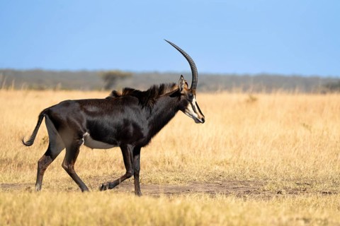 Sable Antelope (Hippotragus niger) walking from the left to right. Side view of the wild animal