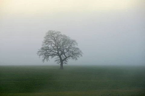 English oak (Quercus robur, Quercus petraea), in the fog, Lindenberg, Schlatt, Canton Lucerne,