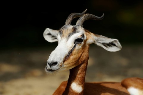 A frontal portrait of an antelope with an attentive expression and impressive horns, Damagazelle